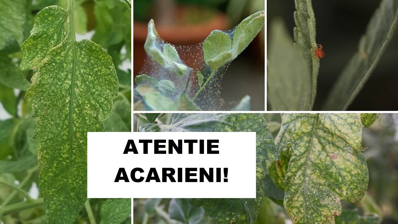 Scăpați de acarieni ( paianjenul roșu) fără chimicale!