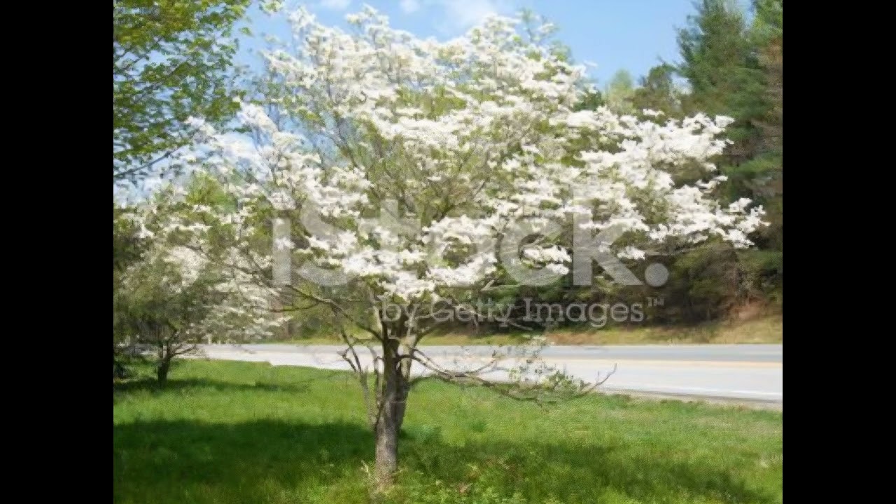 Legend Of The Dogwood Tree