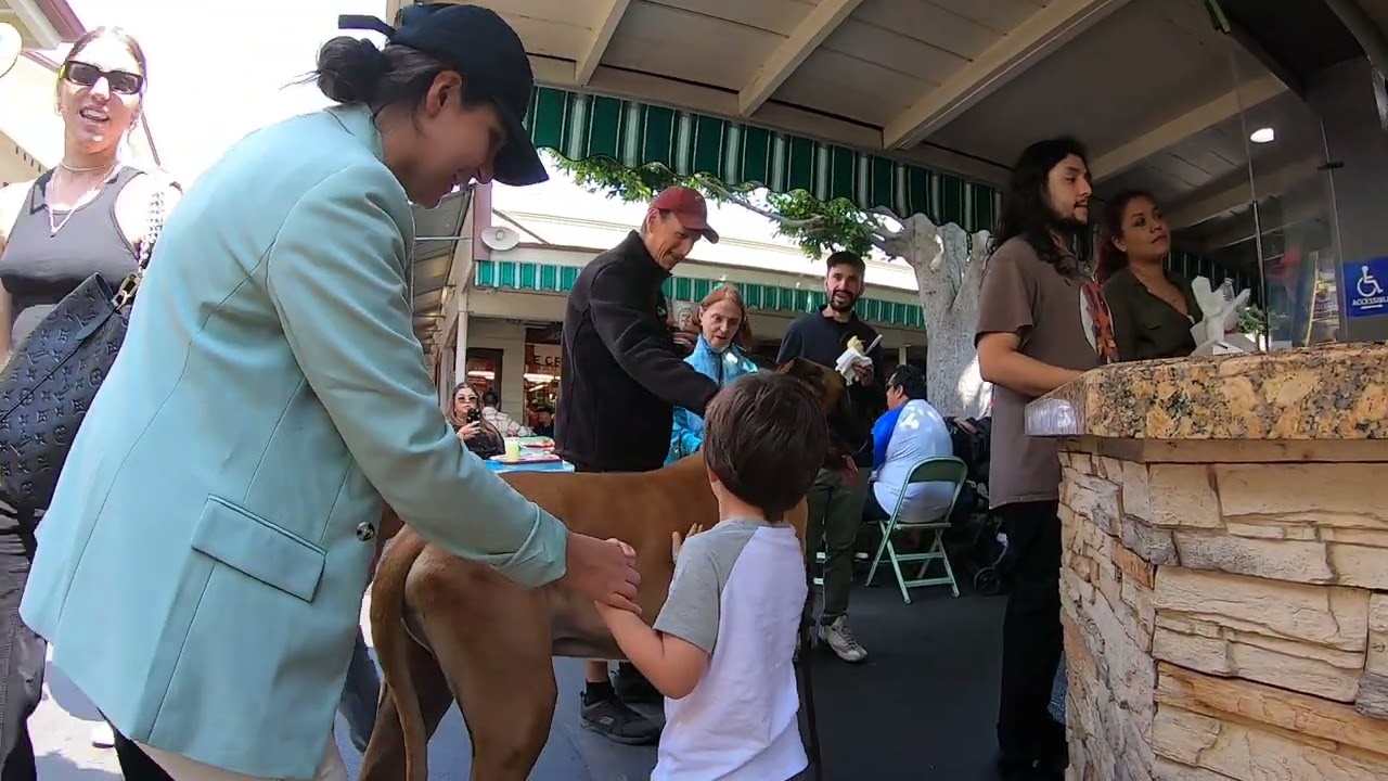 Cash 2.0 Great Dane at The Grove and Farmers Market in Los Angeles 34