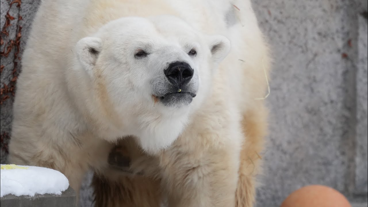 2025 11 19 円山動物園 リラ ララ