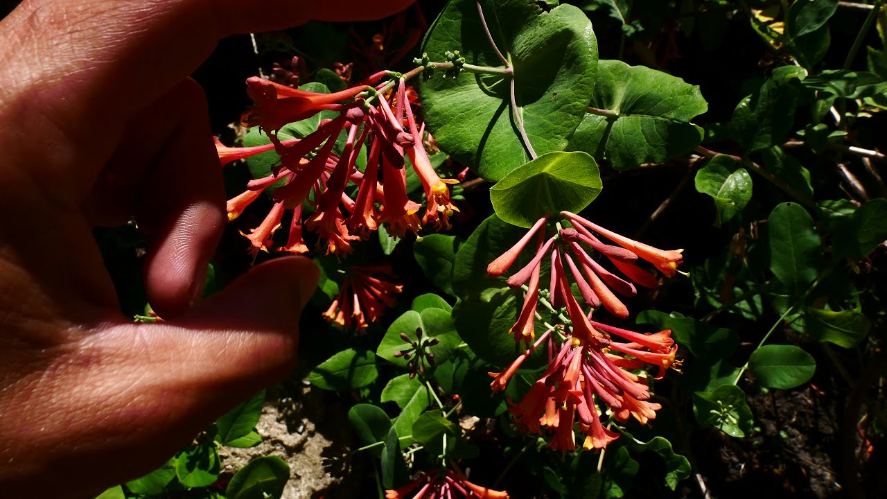 Lonicera sempervirens (trumpet honeysuckle)