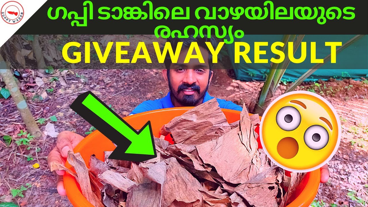 ഗപ്പി ടാങ്കിലെ വാഴയിലയുടെ രഹസ്യം🤫🤫🤫|Giveaway Result🎇🎁🎇