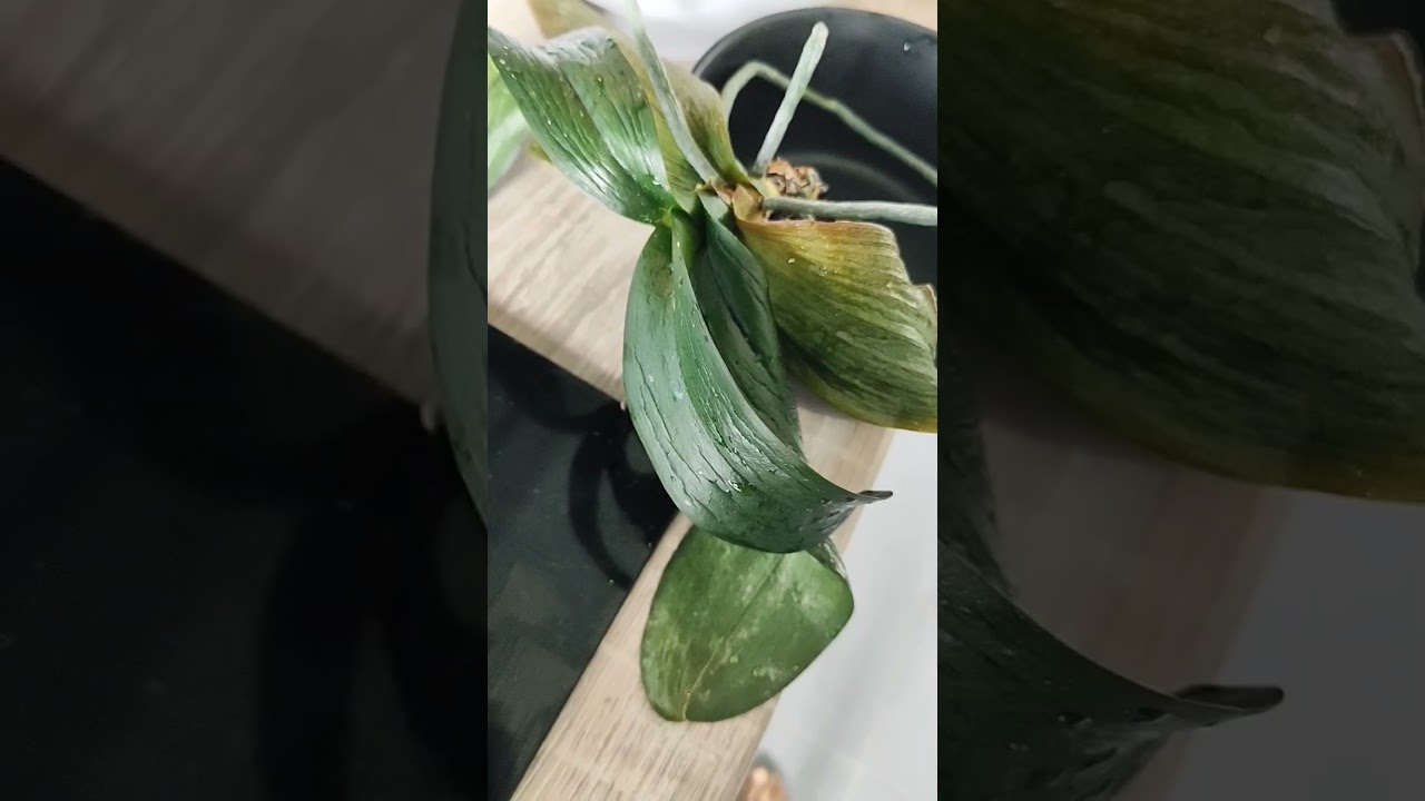 C&oacute;mo salvar a tu orqu&iacute;dea? hojas deshidratada? #salvar #orquideas