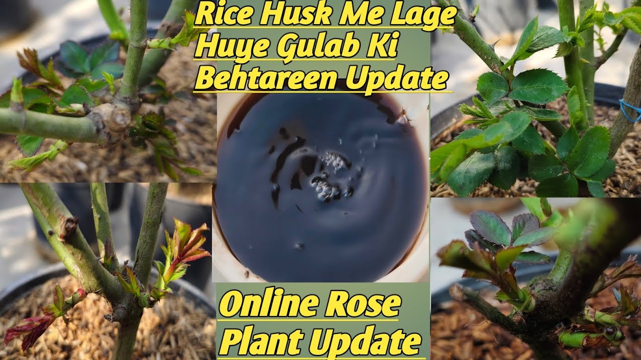 Rice Husk Me Lage Huye Rose Plant Ki Behtareen Update... Kounsa Fertilizer Dena hai ???