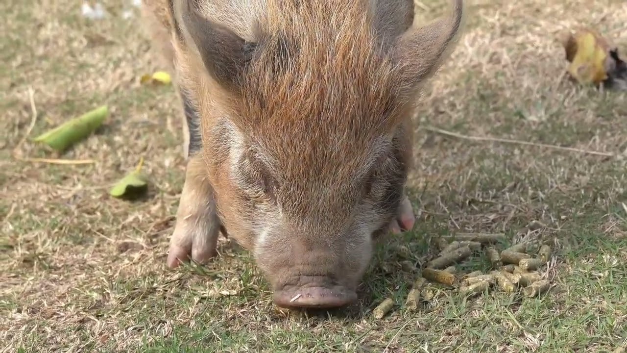 Epic Snack Time! Adorable Little Piggy Devours Treats Like a Hero 🐷🔥