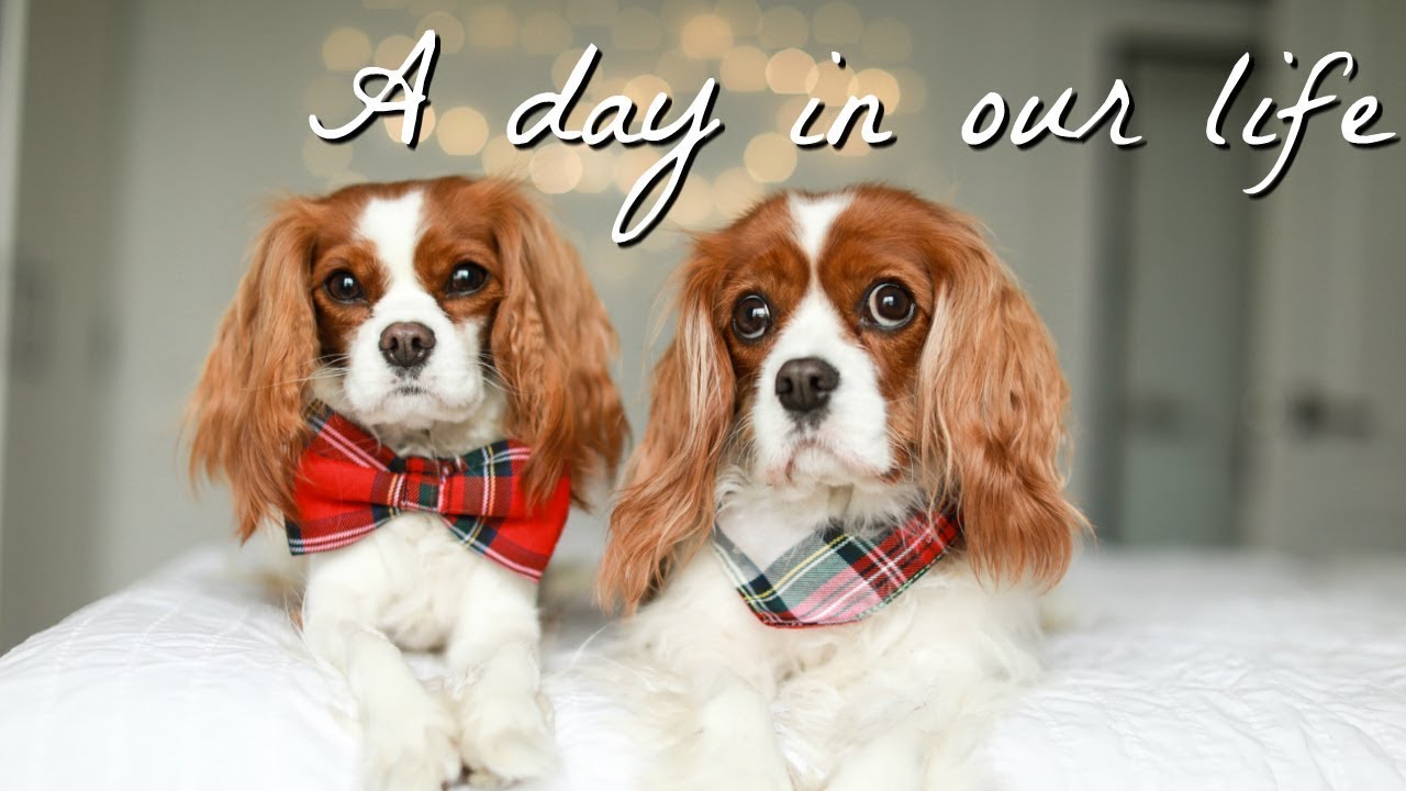 A DAY IN OUR LIFE | DOG VLOG EDITION | Narrated by dad