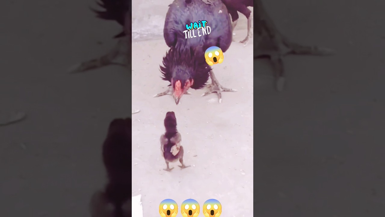 Aseel hen train to her baby❤️ 