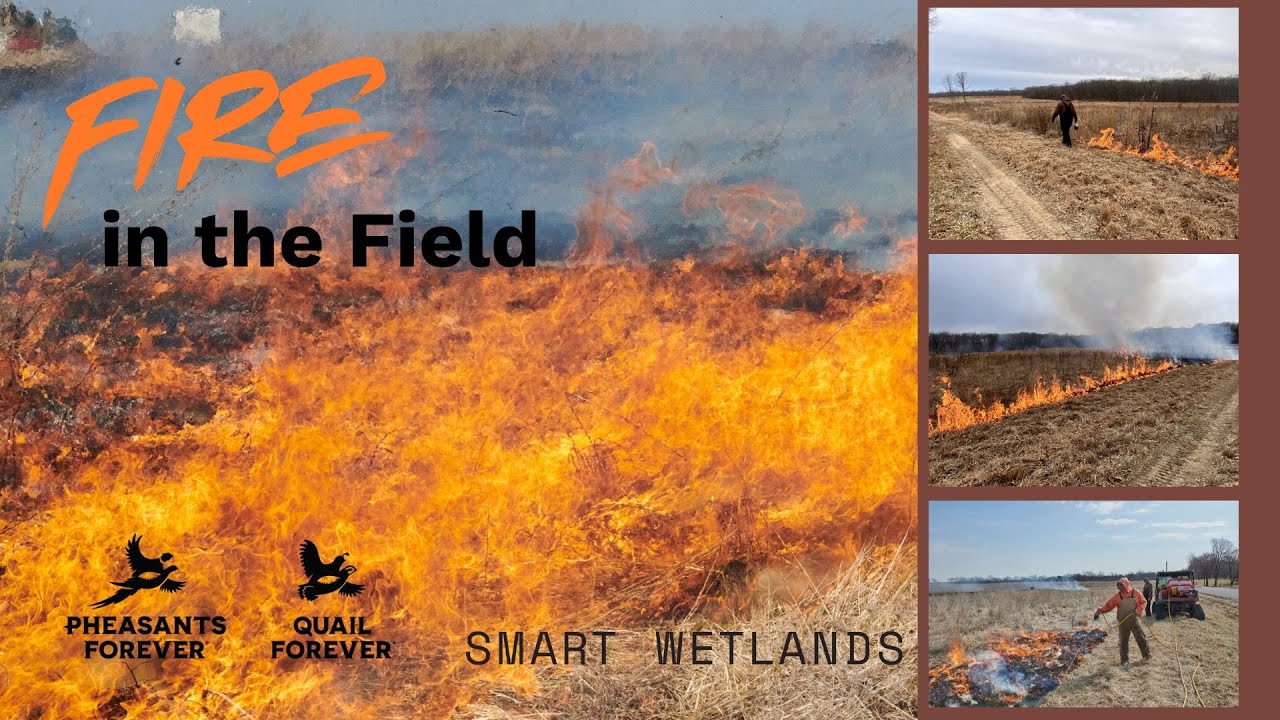 Fire in the Field: Native Habitat Management with Prescribed Fire