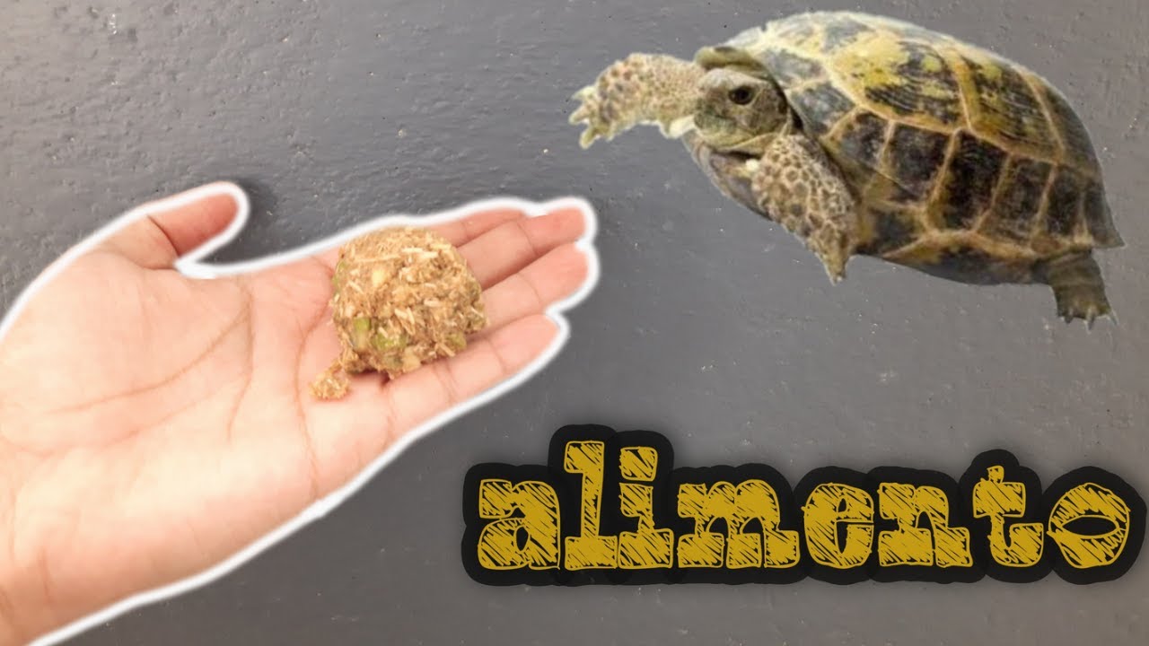 excelente alimento para TORTUGAS TERRESTRES