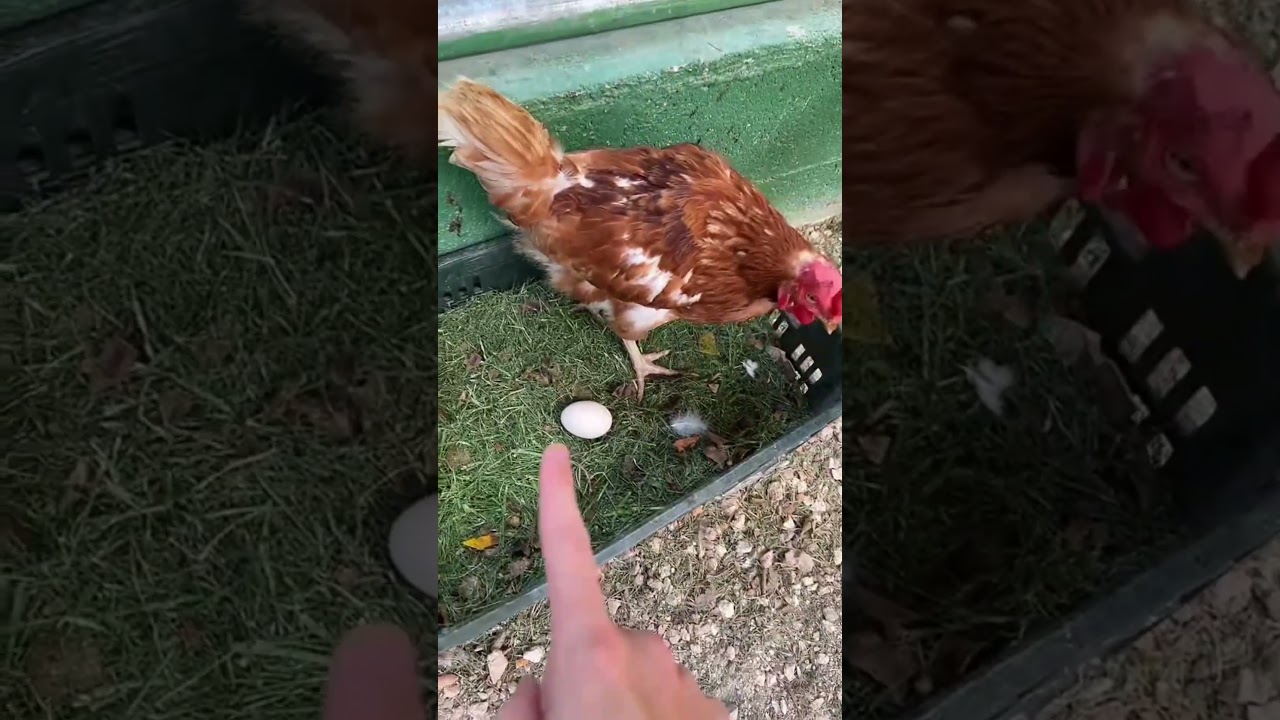 Explicando el video del Pato que cruz&oacute; a una Gallina