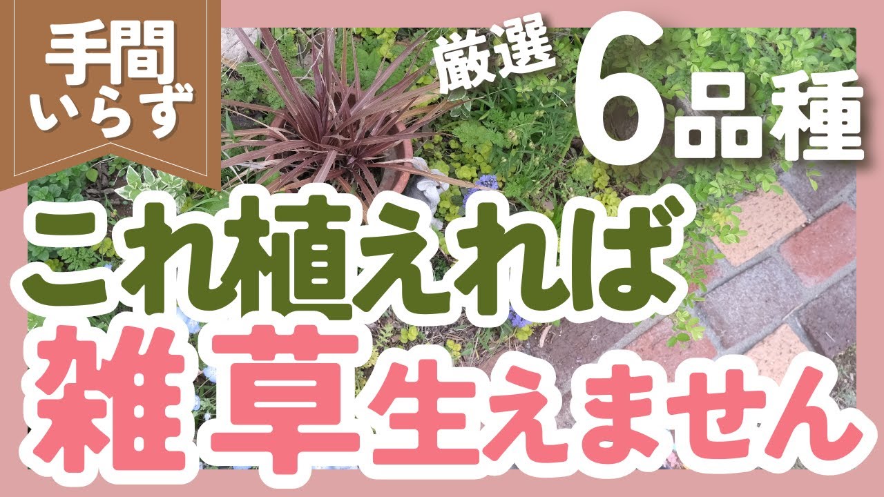 【雑草対策】手間いらずのグランドカバー🌿6品種紹介❗️ずぼらガーデニングで大活躍