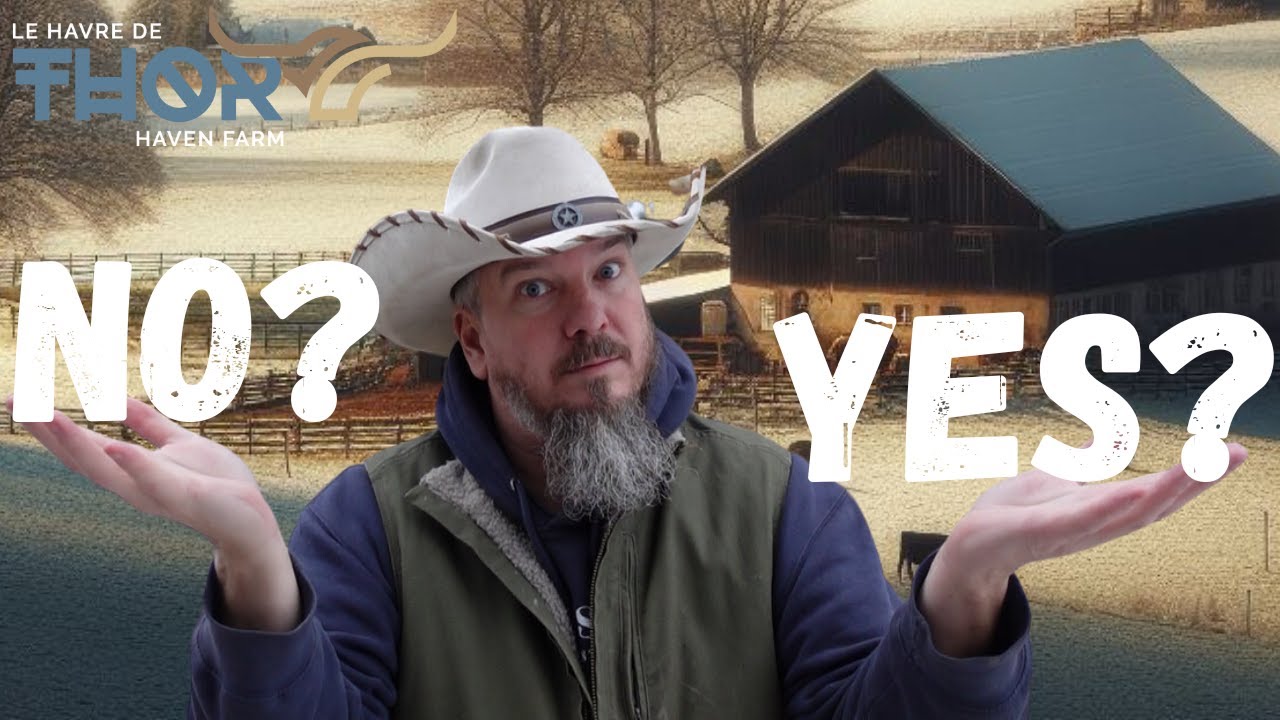 Do Highland Cows Need A Barn?