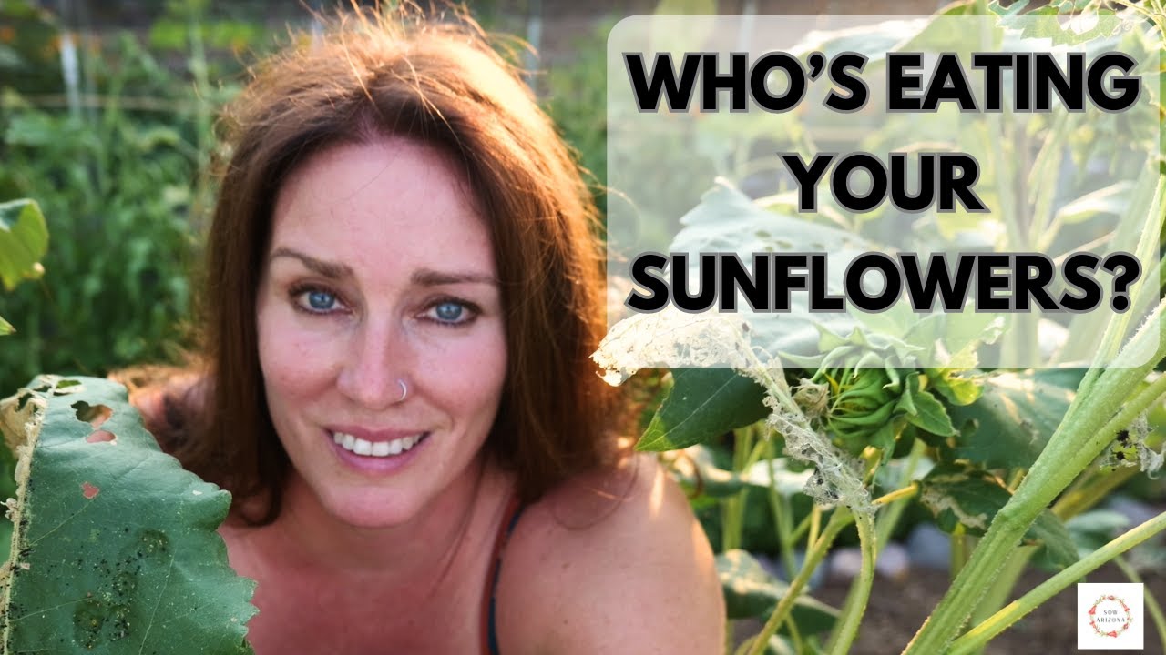 How to Protect Your Sunflowers From Pests in Southern Arizona