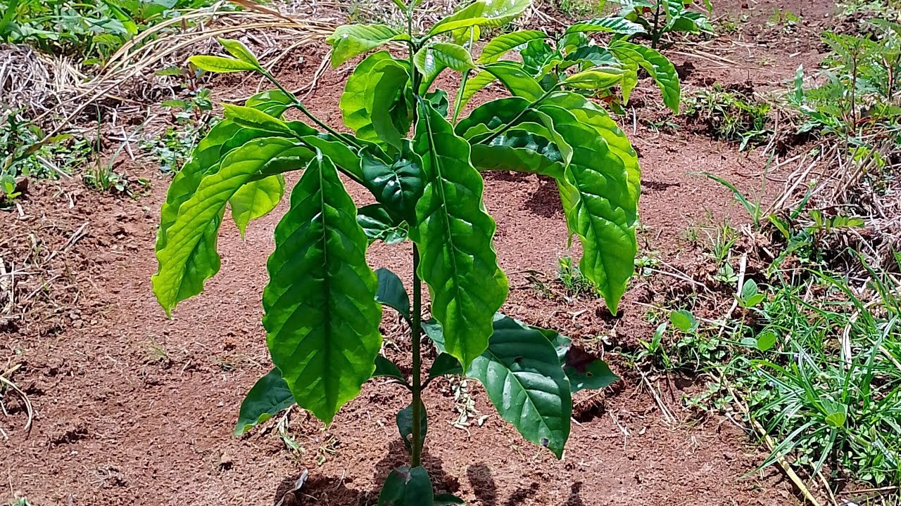 Olha só o que ele fez com a lavoura de café #café