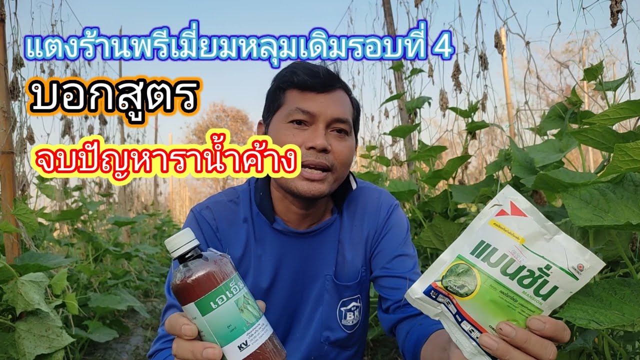 บอกสูตรยากำจัดราน้ำค้างอย่างถาวร