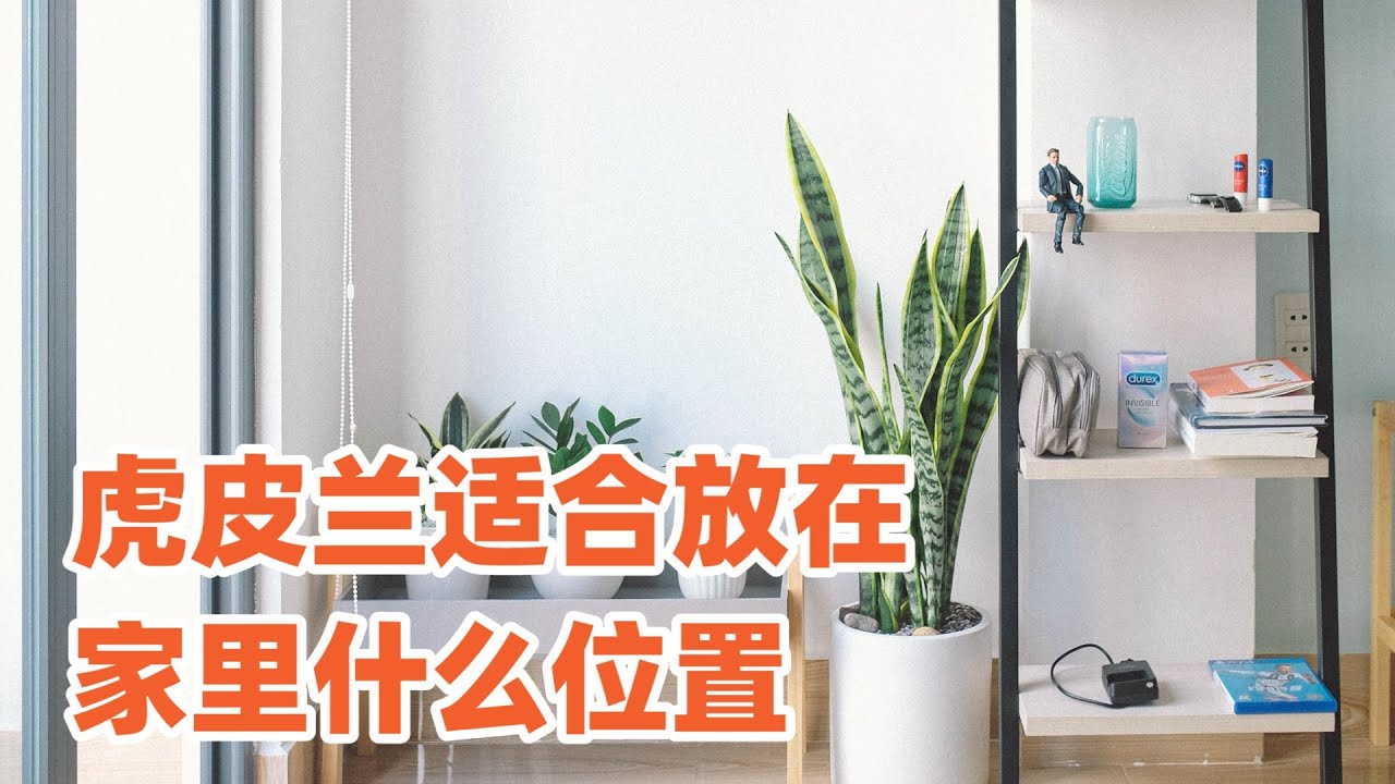 虎皮兰家居摆放位置，适合放在哪里？