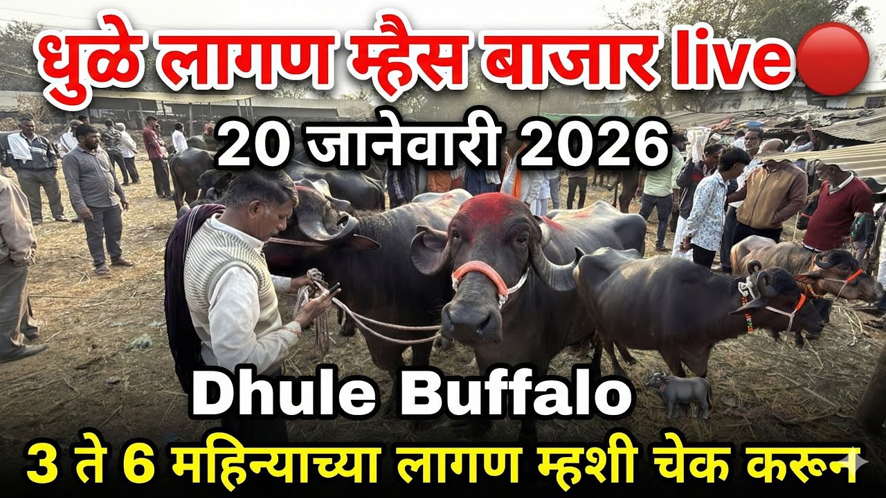 धुळे लागण म्हैस बाजार live 🔴 20 जानेवारी 2026 || Dhule Lagan Buffalo Bajar #buffalomarket 
