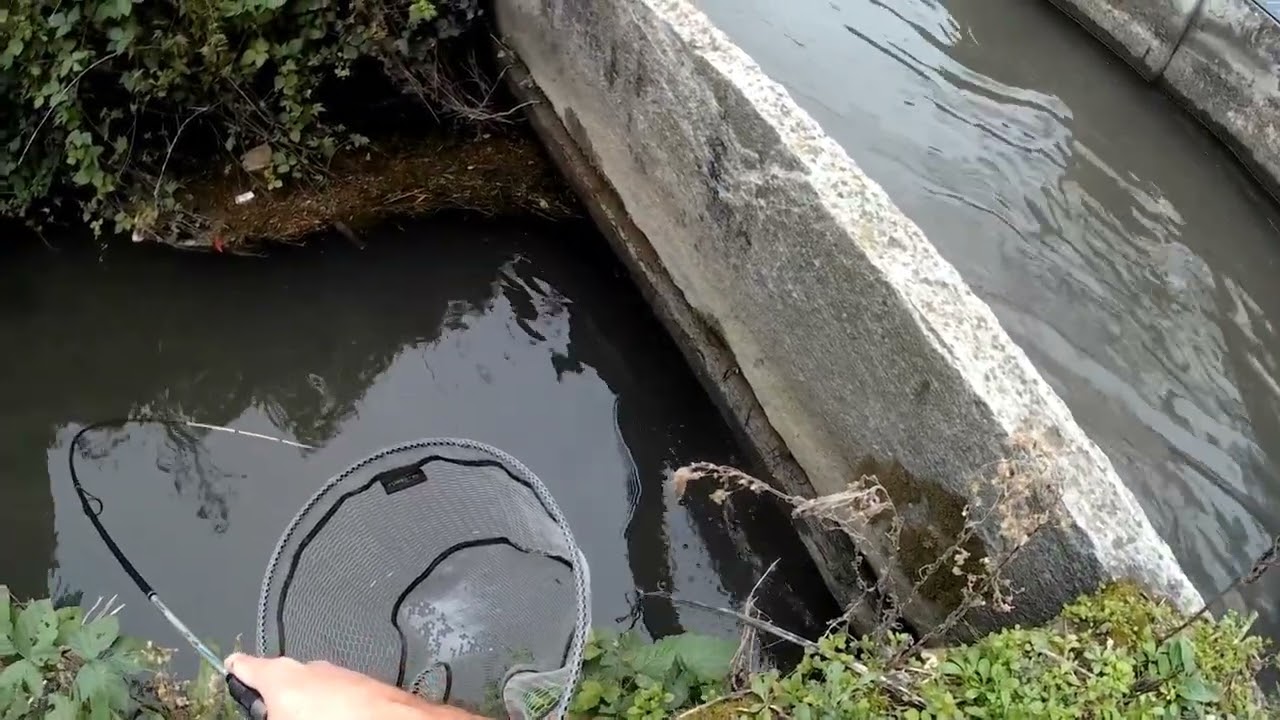 Ha cercato di portarmi via la canna 