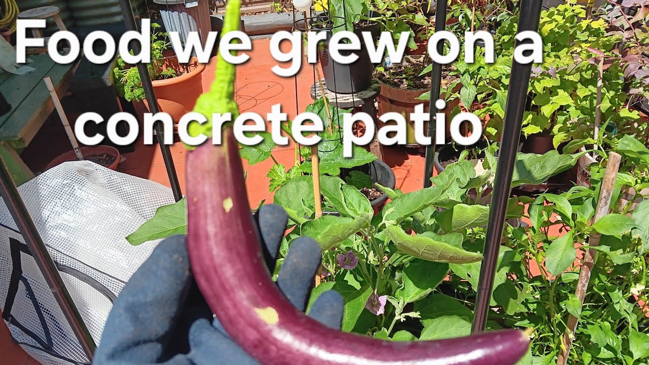 Our top 15 crops for container vegetable gardening #smallspacegardening #growyourownfood 