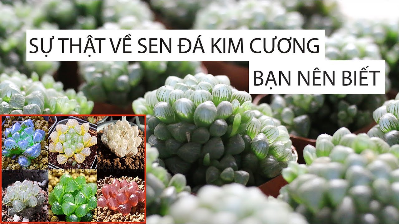 HƯỚNG DẪN CHĂM SÓC SEN ĐÁ KIM CƯƠNG: màu sắc, hạt giống, cách nhân giống | www.vuonsenda.vn