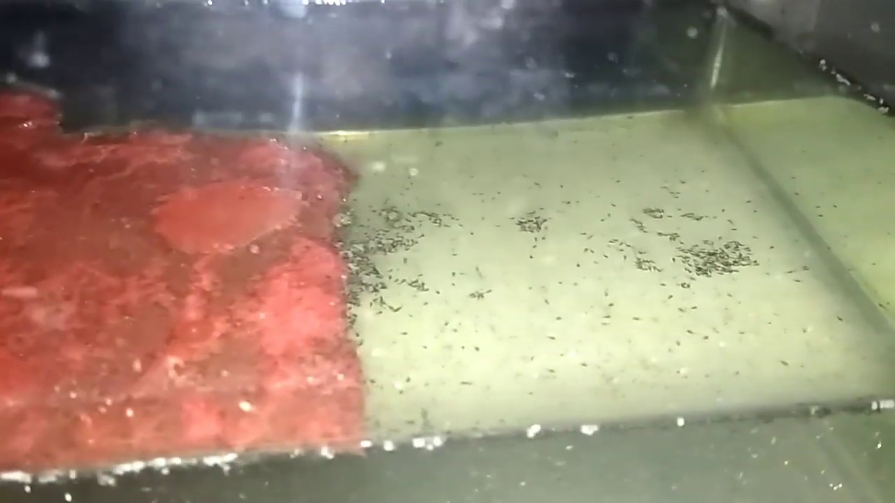 Burayak ikan sepat | banyak banget