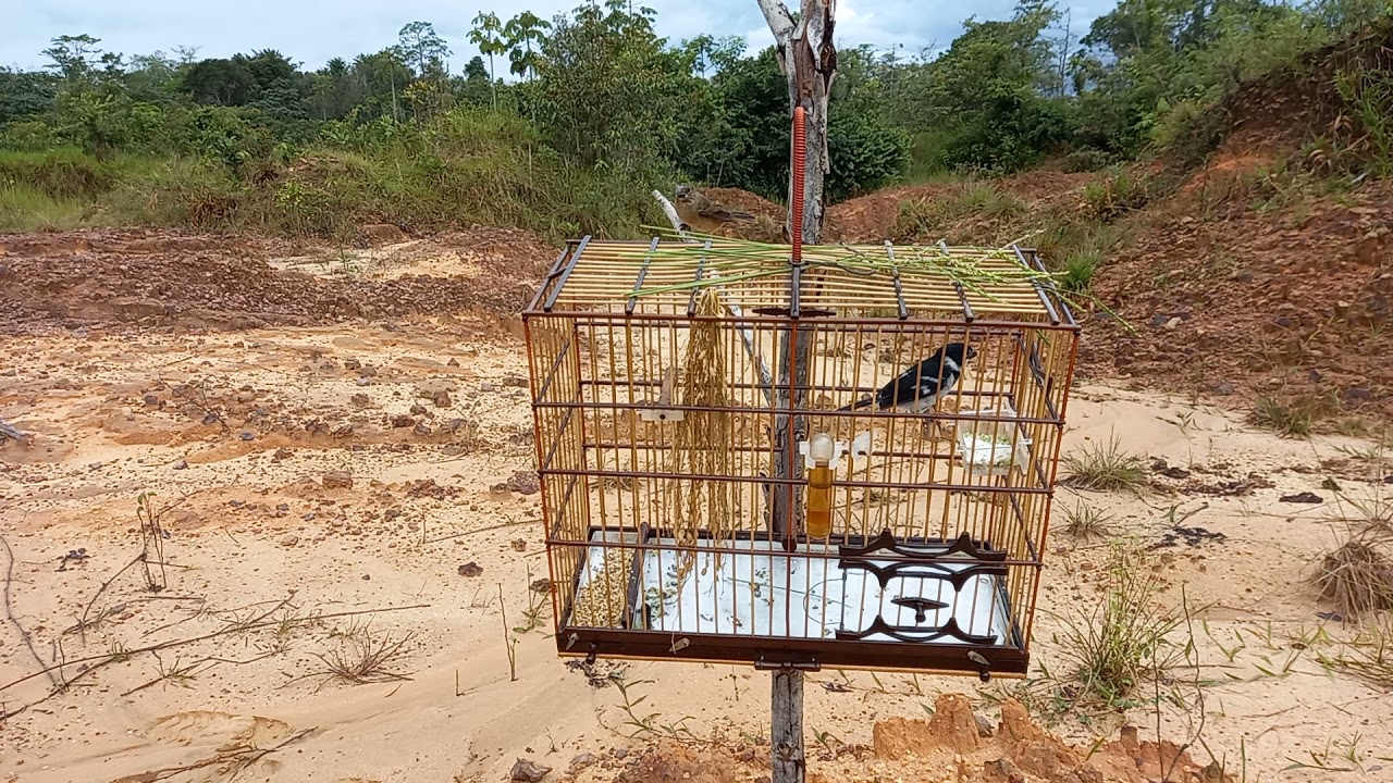 São Caetano pegando uma parda malvada dia 05/07/21