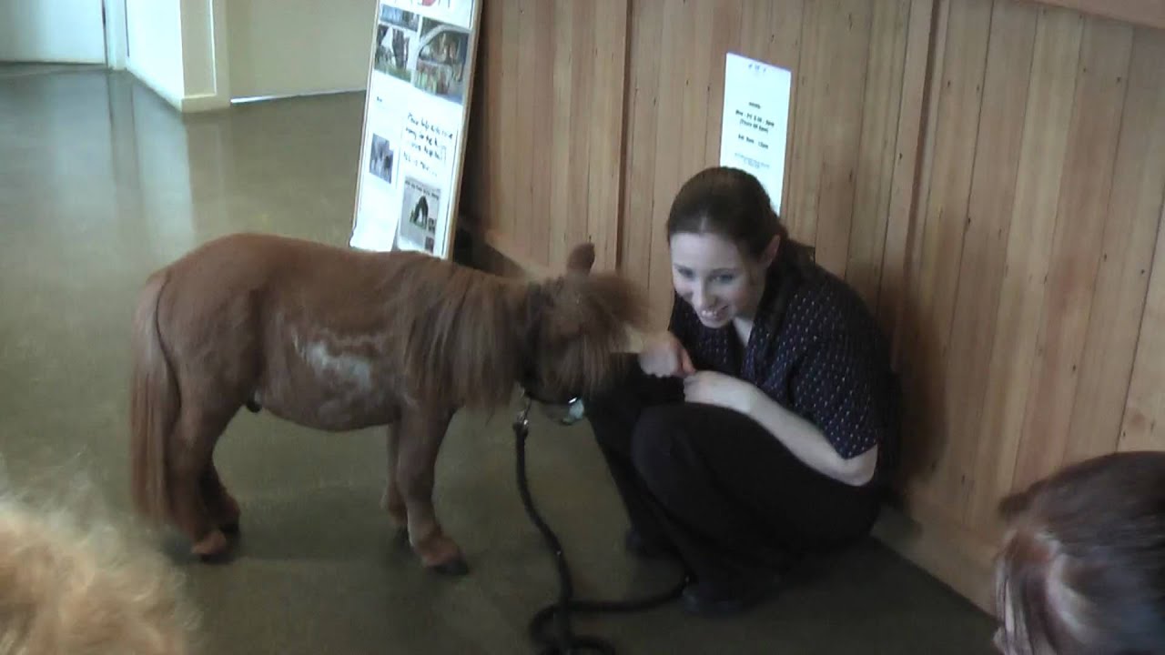 Koda the dwarf horse - 1