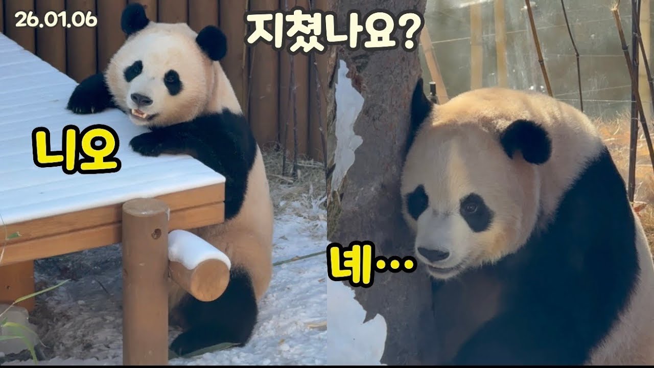 260106 뚱땅뚱땅🐼🧸 열정적으로 놀아서 지쳤나요? ㅋㅋㅋ