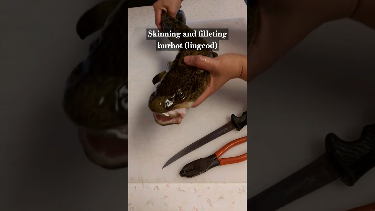 Skinning and filleting burbot | #canada #canadalife #filleting #fish #burbot