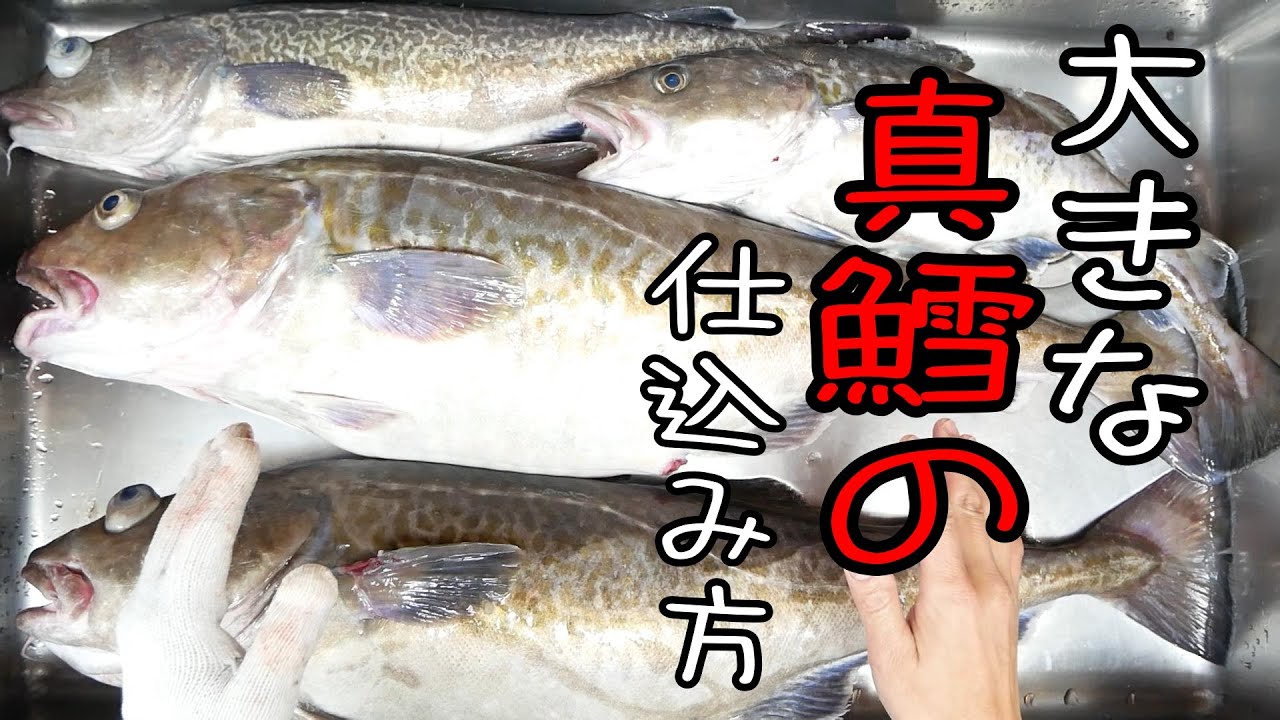 【10キロ超え】釣り物の大ダラのさばき方。