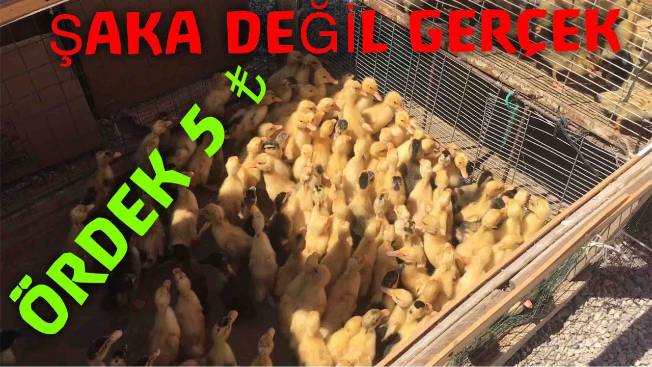 Tavuk Pazarı Yanıyor! [Pazardan Yüzlerce Ördek Aldım]TAVUK PAZARINDA HAYAT DURDU!!! #tavukpazarı
