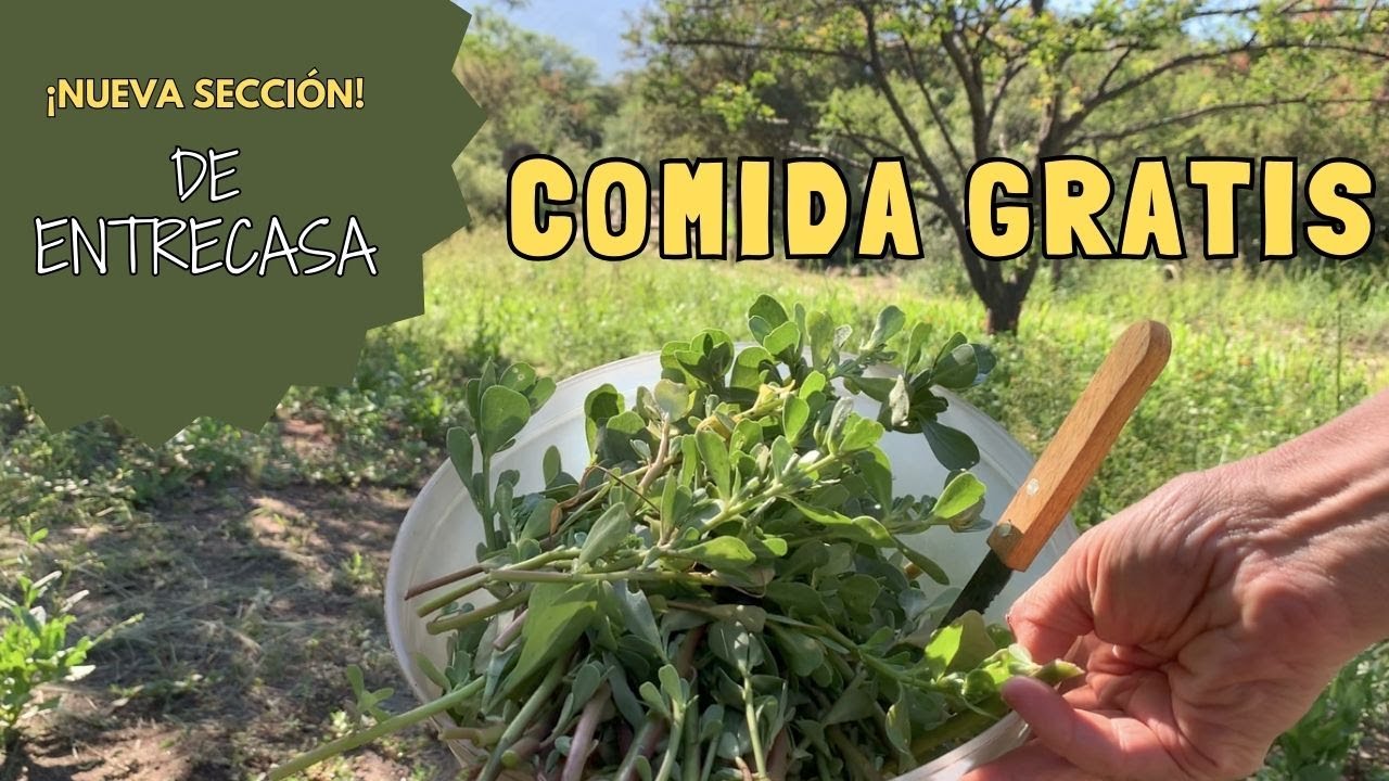 Comida y medicina GRATIS!!! Un SUPERALIMENTO que crece en tu casa😍. 3 recetas para aprovecharla👏🏼