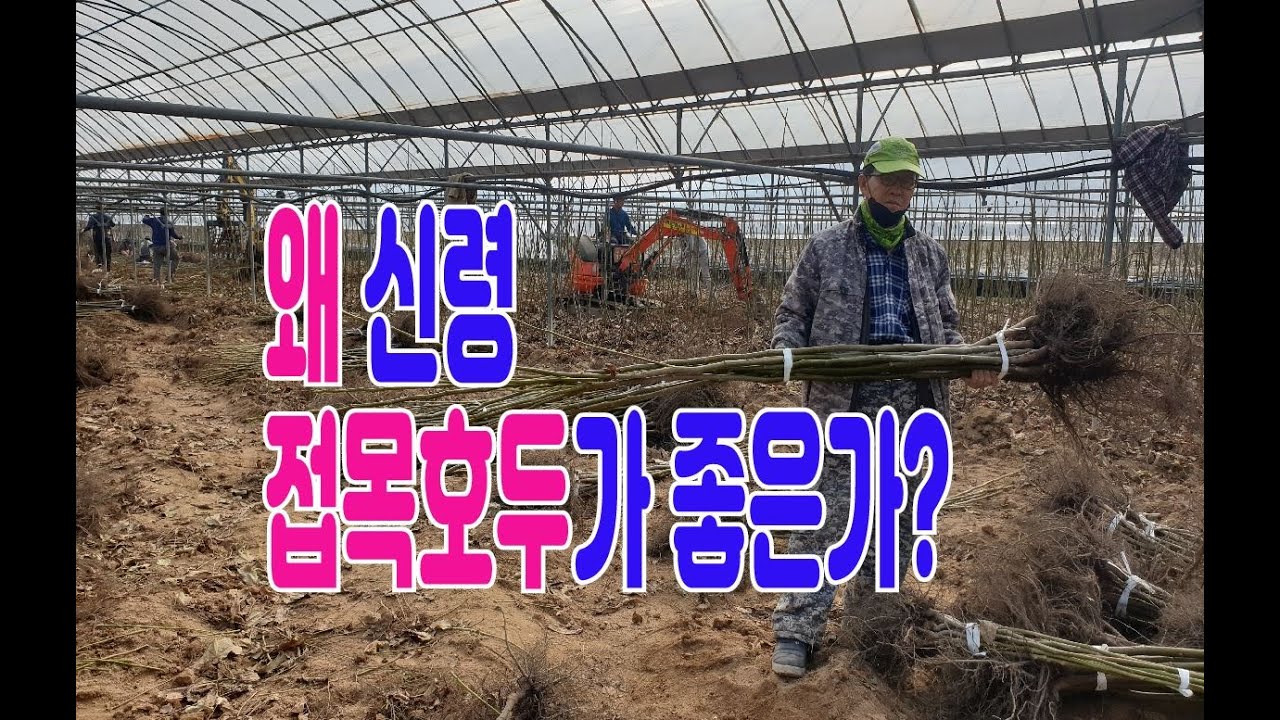 왜 신령접목 호두가 좋은가? - 상품의 균일성과 빠른 다수확!