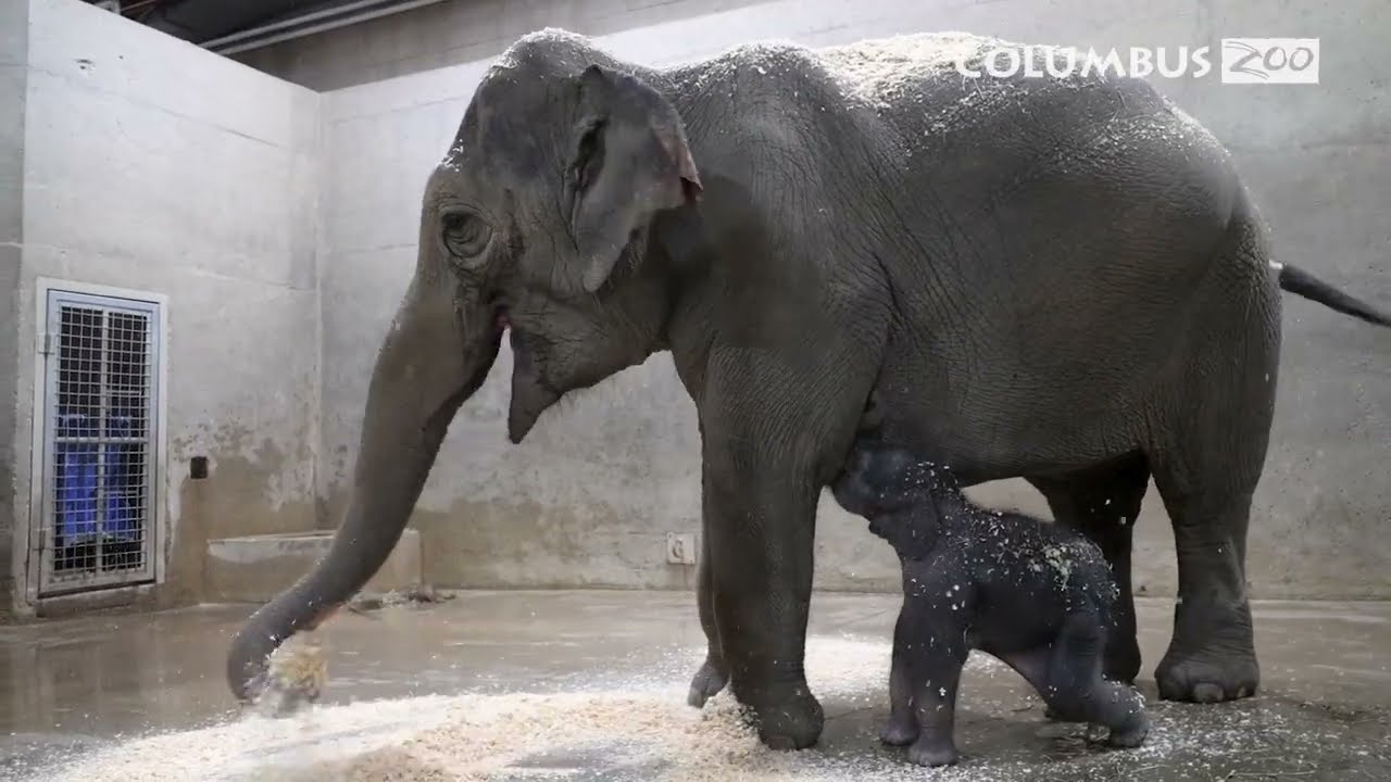A Week in the Life of a Baby Elephant