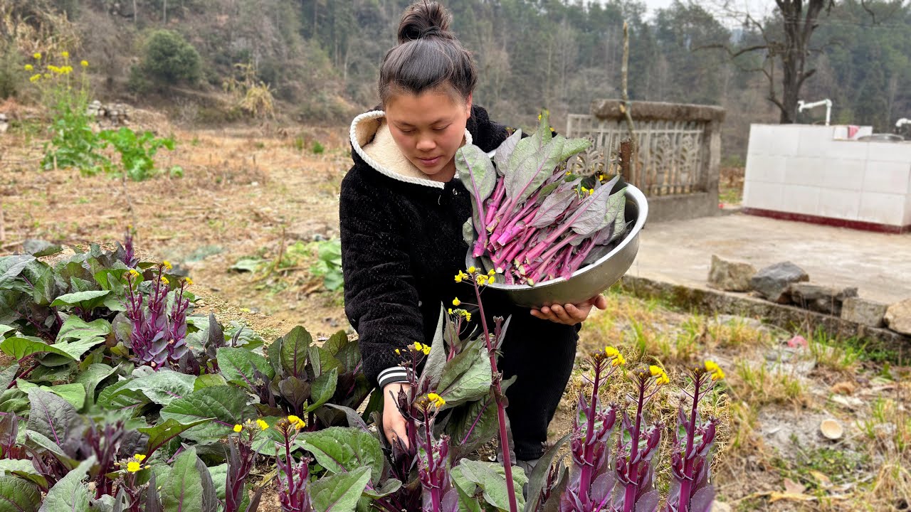 今天摘了很多红菜苔做一餐好吃的 I picked a lot of red vegetable moss today