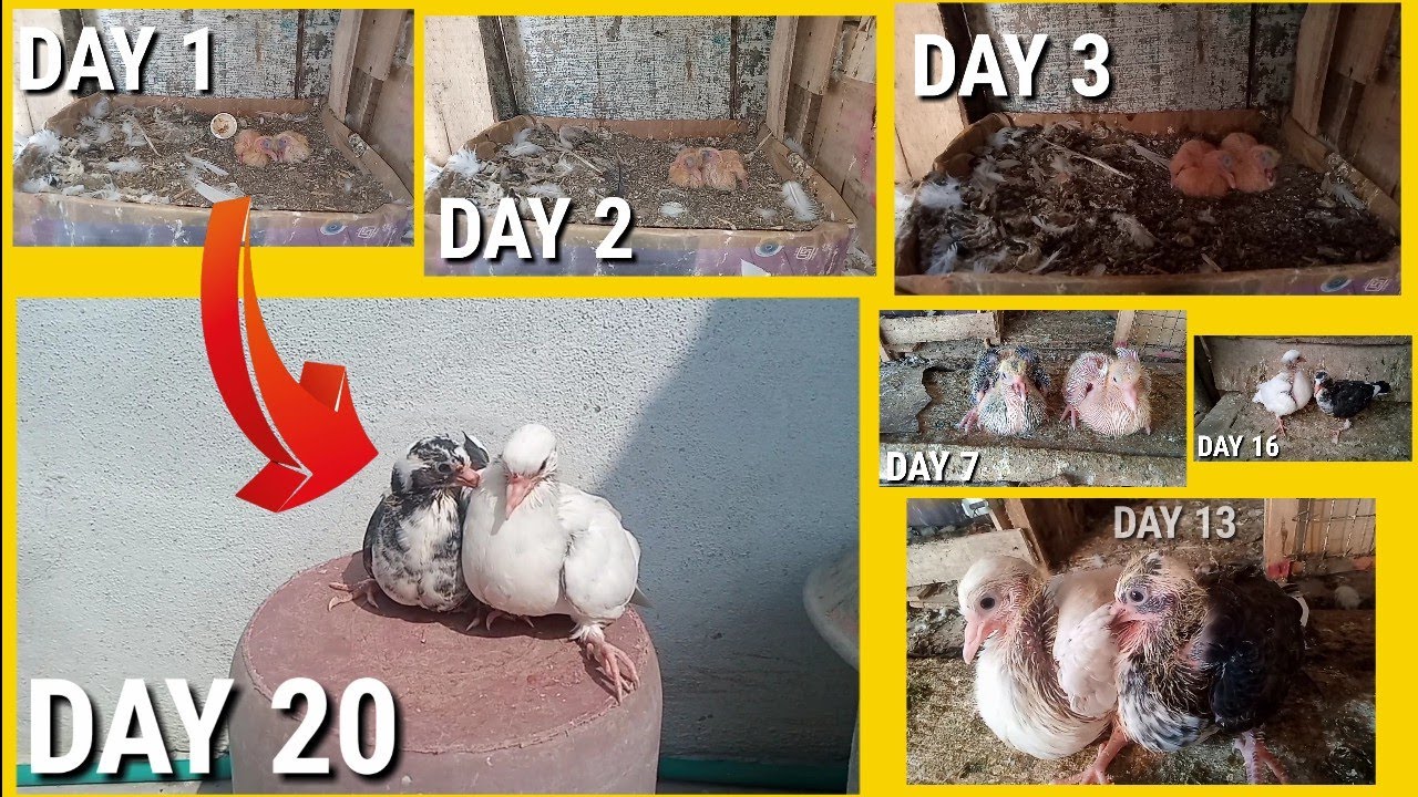 Day to Day Pigeon baby Growth 2 baby