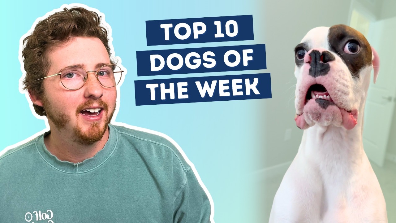 This Dog Is Constantly On The Brink Of Having His First Thought