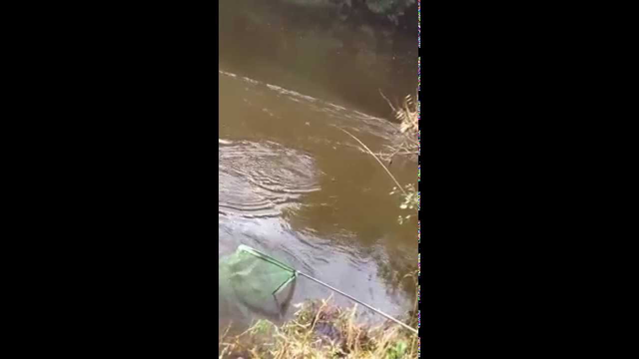River Wye Barbel