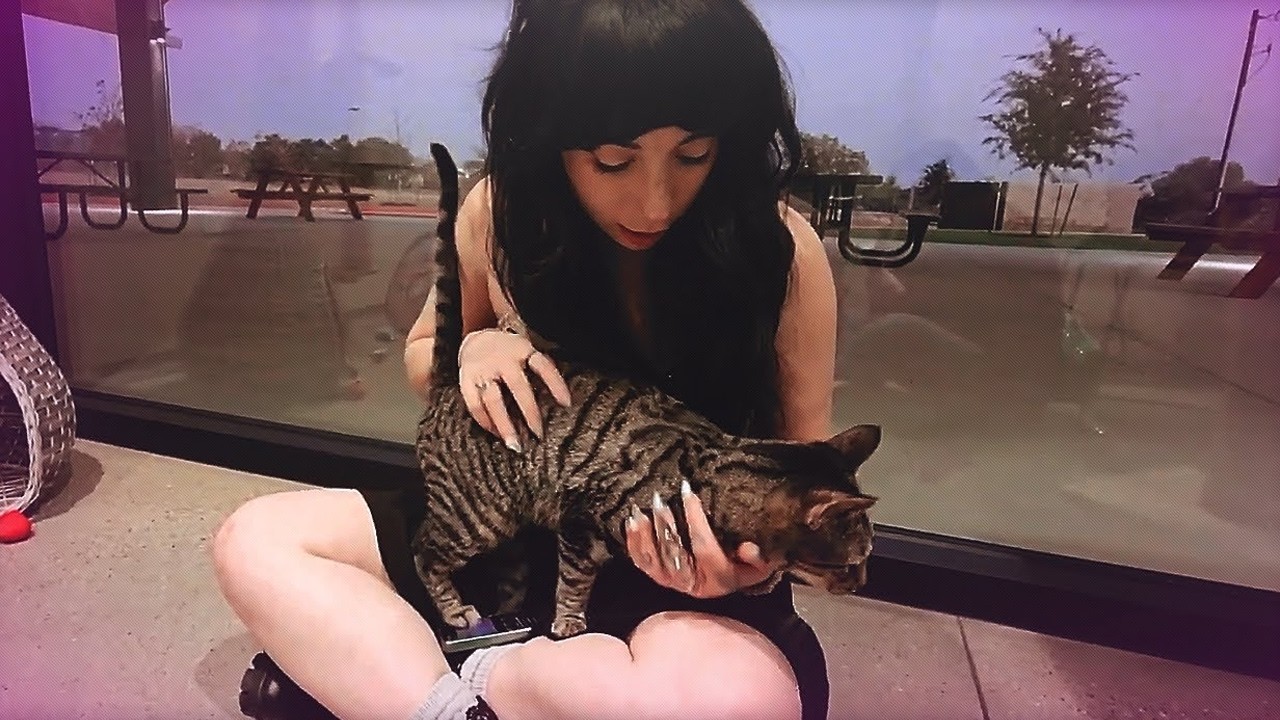 I Spent an Entire Day Surrounded by Cats