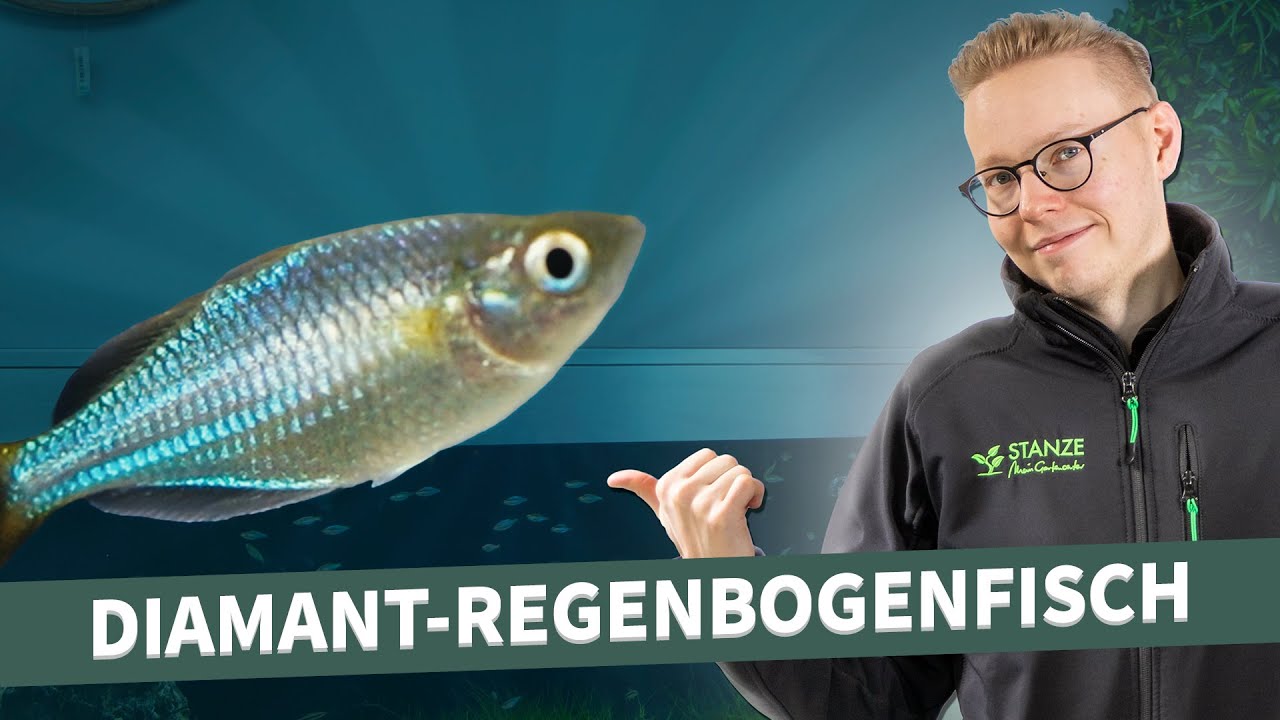 Diamant-Regenbogenfische in unserem Schaubecken