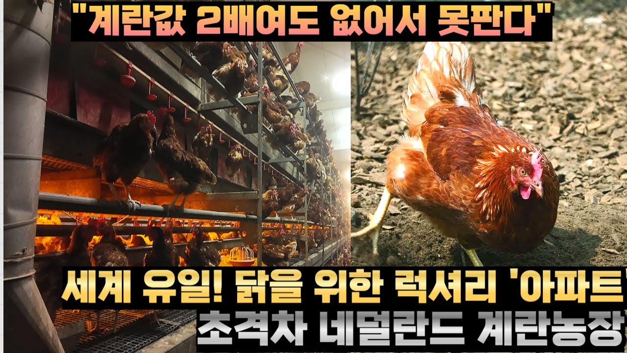 세계 유일! 닭을 위한 럭셔리 '아파트' 초격차 네덜란드 계란농장 [🦸‍♂️식물방위대👨‍🌾]