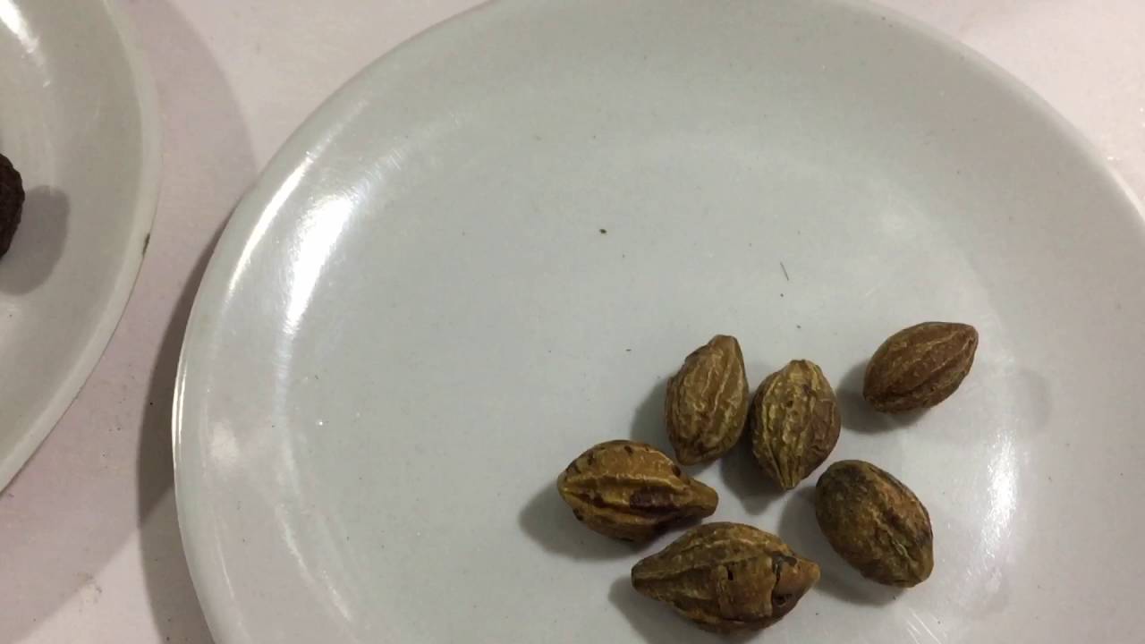 Halela =Harar (terminalia chebula)