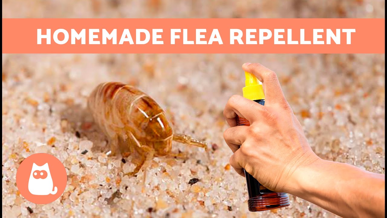 How to REPEL FLEAS From the HOME 🪳❌ 5 Natural Remedies ✅