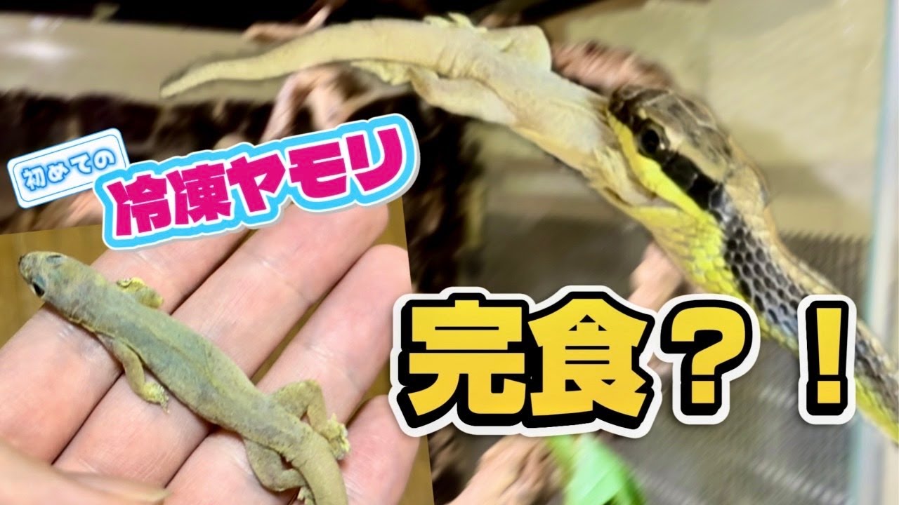 活餌じゃなくても食べる？アオハラブロンズヘビに冷凍ヤモリを与えた結果...