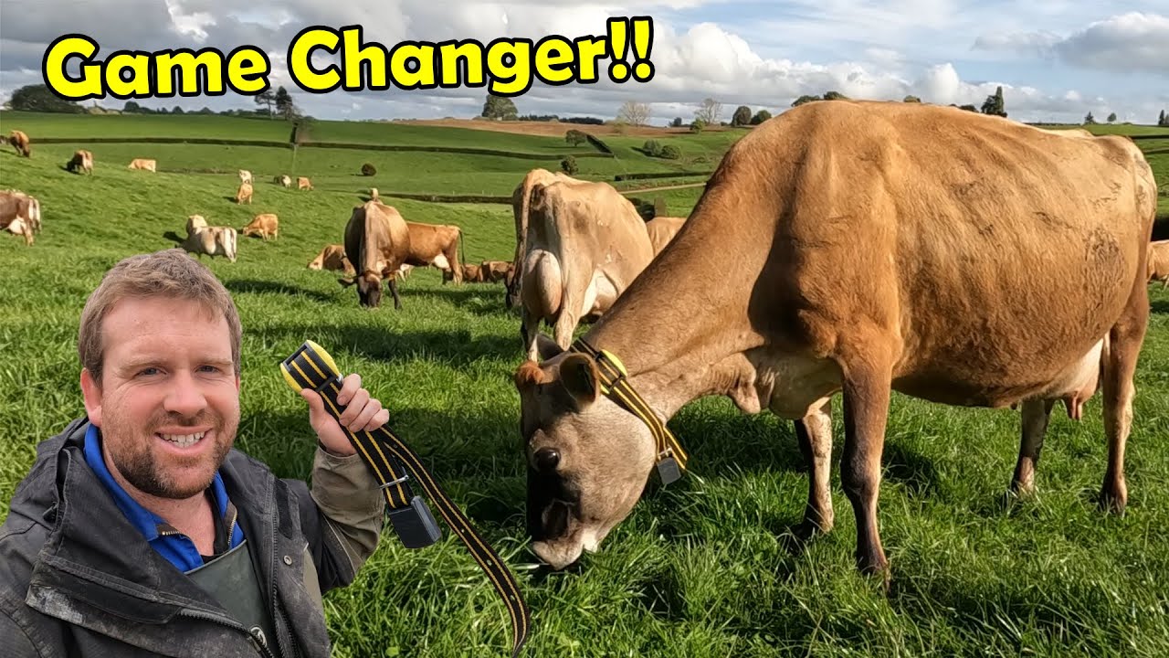 My Cows Just Got Way SMARTER!! Putting Activity Collars On My Cows