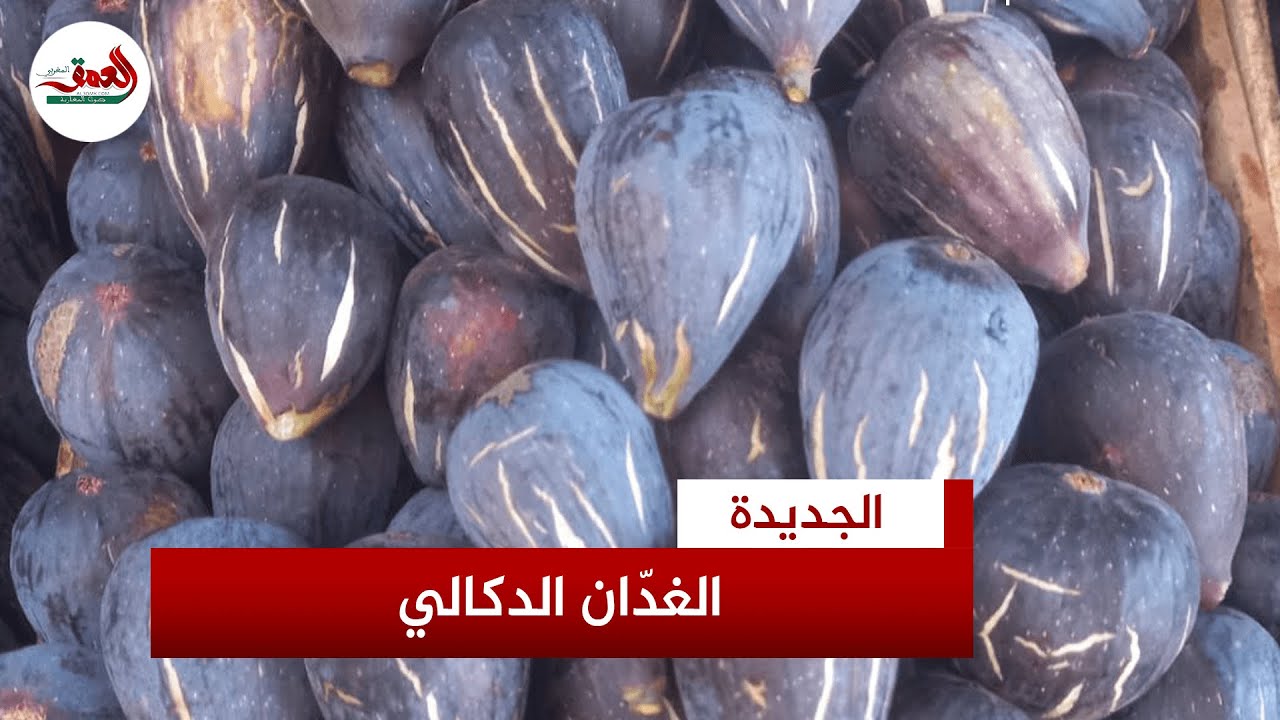 تين الغدان بدكالة .. صاحب ضيعة يشرح خصائصه وأنواعه وفوائده التجارية
