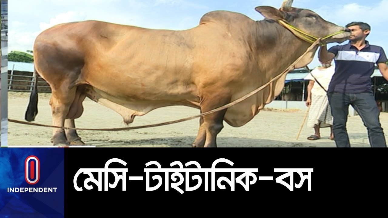 ঢাকার আড়াই হাজার খামারের ৭০ ভাগ গরু বিক্রি হয়ে গেছে || Cattle Market