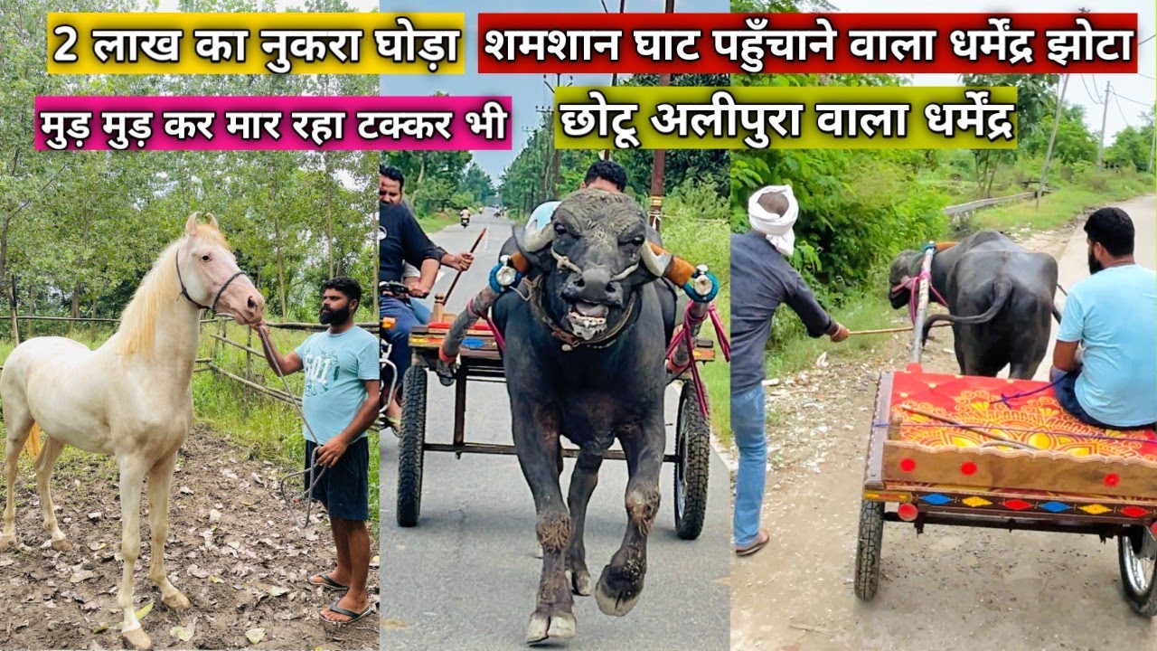 शमशानघाट पहुँचाने वाला धर्मेंद्र झोटा छोटू अलीपुरा वाला लाल खून का प्यासा 2लाख का नुकरा घोड़ा आलिशान