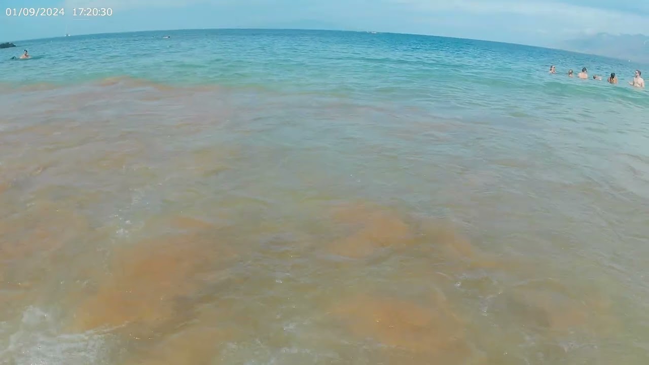 Lets go for a swim