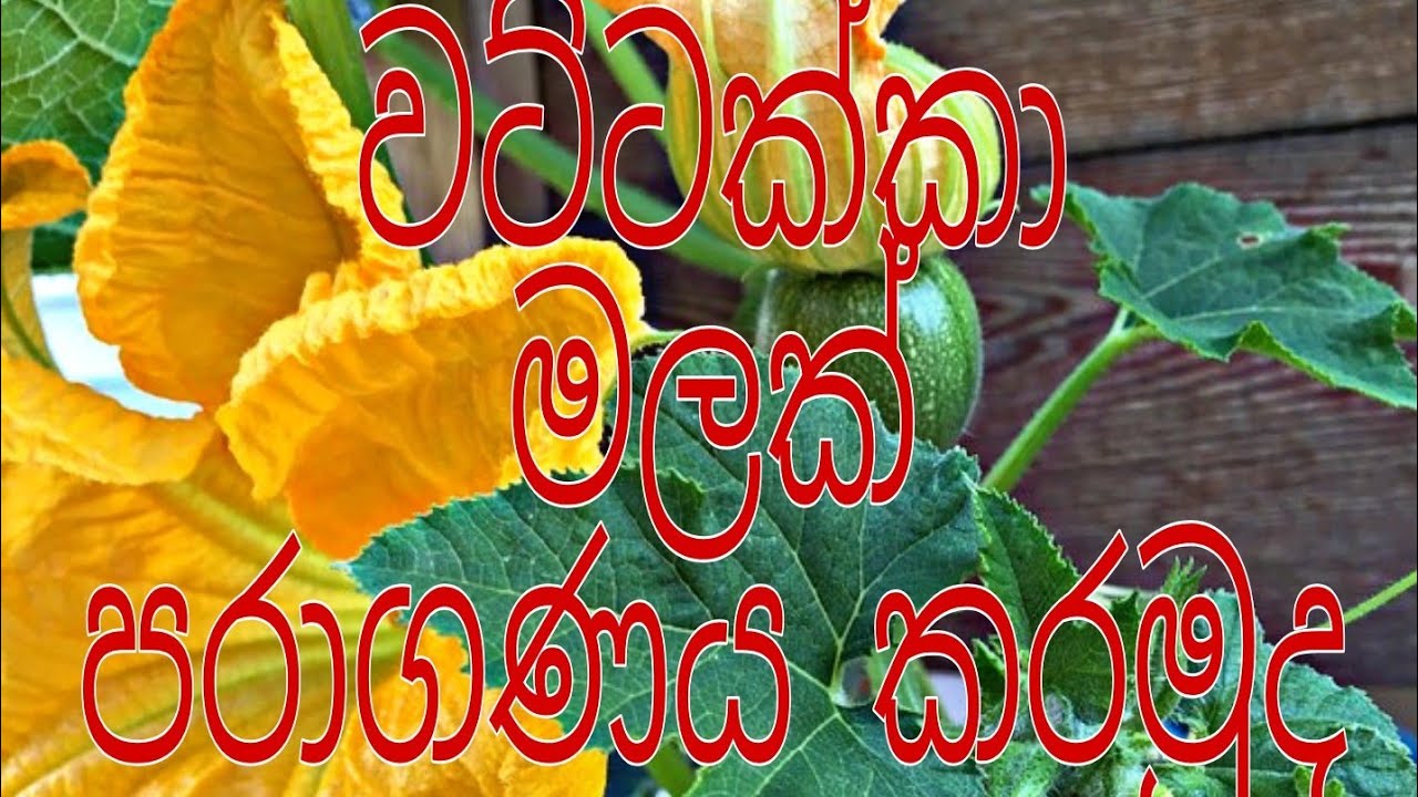 වට්ටක්කා මලක් පරාගණය කරමු.